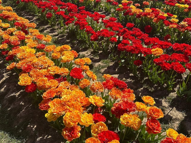 Tulleys Tulip Fest celebrates the arrival of spring with 1.5 million blooms in the fields