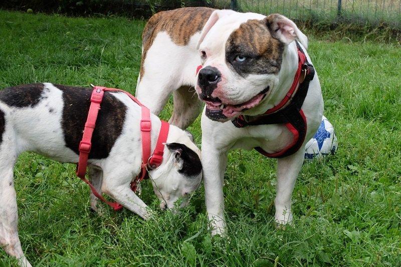 Rosie is looking for a home with her best friend Lexi. They are a lovely gentle, easy-going and friendly pair of dogs. They walk really well, and don't pull at all. Lexi is quiet and calm and Rosie finds her a reassuring presence.  They are very well trained and well behaved, and have been described as 'the sweetest dogs'.