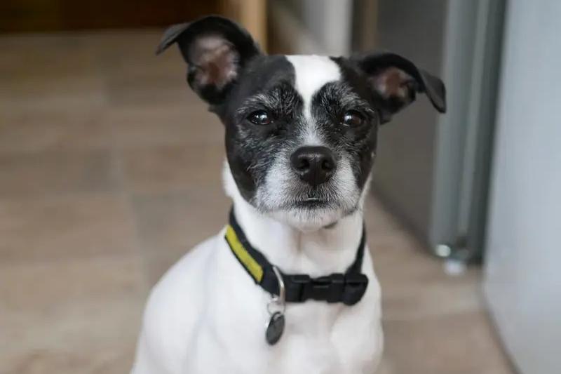 Angel is a bright, affectionate girl who is full of charming character. She loves nothing more than being close to her favourite people, happily following you from room to room before curling up beside you for a cosy cuddle on the sofa. She enjoys a good game of tug with squeaky soft toys and has the sweetest habit of burying herself under blankets and duvets. At bedtime, Angel enjoys being close to her family, often sleeping in the bedroom at night, comforted just by being close to her favourite people. She would love to be the only pet in the household and have a secure, private garden where she can relax and play without any worry.