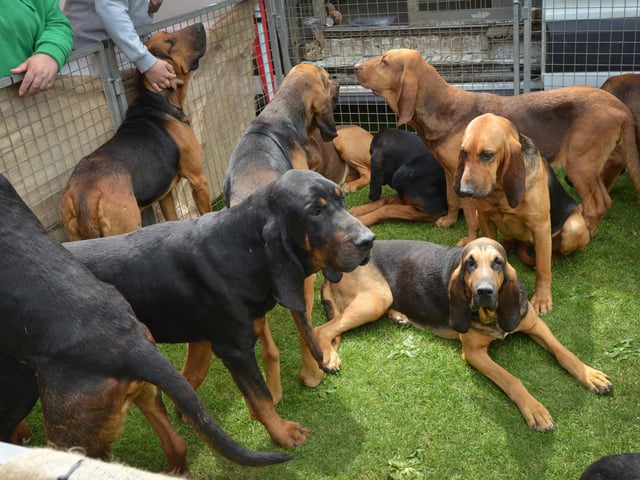 Bexhill Horse & Dog Show 2024. Coakham Bloodhounds.