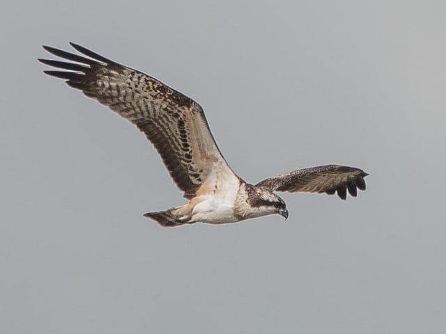 Osprey by Jeff Penfold