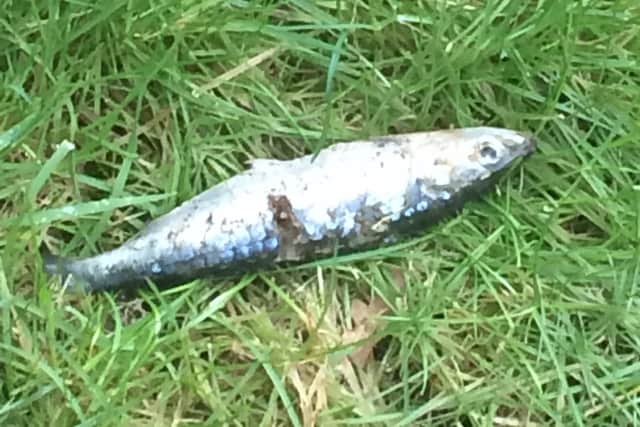 Mystery surrounds how a large fish ended up in the garden of a house in Horsham