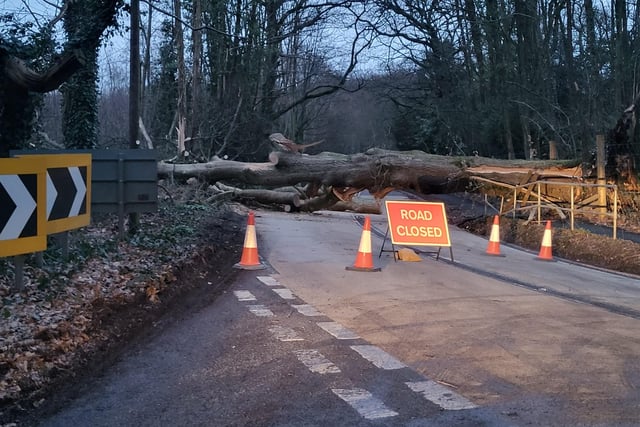 A huge tree has fallen down across Old Broyle Road in Chichester