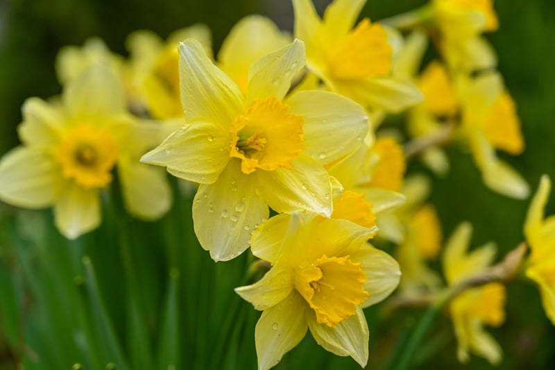 Spring means lots of beautiful flowers are blooming once again. However, some flowers and plants, such as lilies, daffodils, and tulips, can be toxic to dogs if ingested. If you're out for a walk with your dog, keep an eye out for these plants and make sure your dog doesn't eat any part of them.