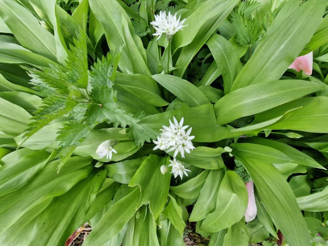 Wild garlic