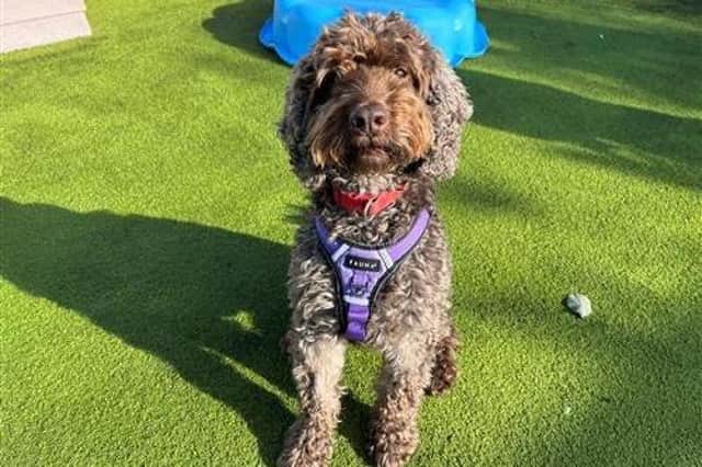 Raystede has said Chester is an adorable, typical cockapoo who is a very sweet and gentle boy. He is friendly and likes other dogs. Chester could live with sensible children that are used to dogs but could not live with cats. He is not used to being left and will get very anxious when left alone, but is good in the car. He may get flare ups of pancreatitis in the future, so will need to be on a low fat diet for life. He will need a home with a garden.