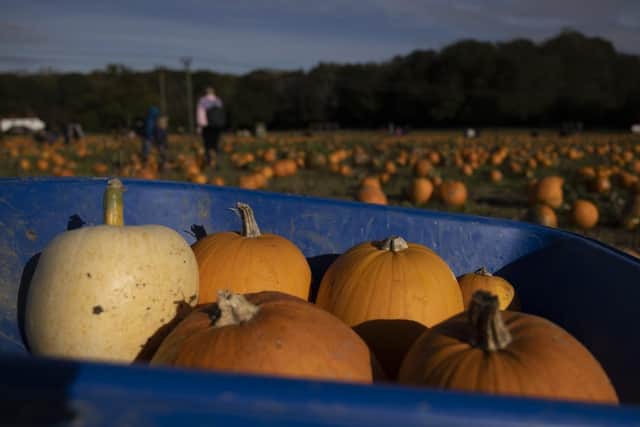 New research conducted by OutdoorToys has analysed the number of Instagram mentions and TikTok hashtags for pumpkin patches and farms around the UK to reveal which ones are the most ‘Instagrammable’. Picture by Dan Kitwood/Getty Images