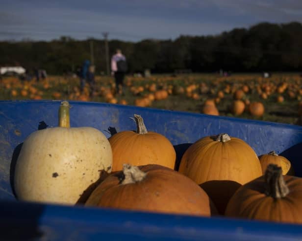 New research conducted by OutdoorToys has analysed the number of Instagram mentions and TikTok hashtags for pumpkin patches and farms around the UK to reveal which ones are the most ‘Instagrammable’. Picture by Dan Kitwood/Getty Images