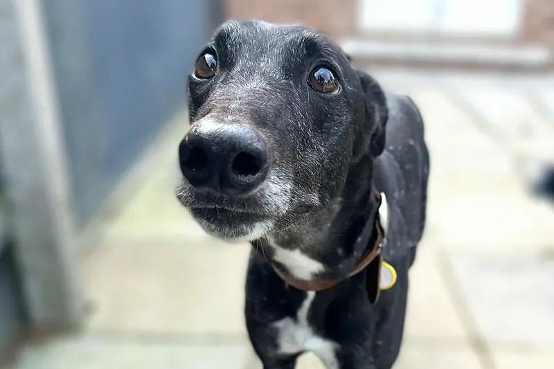 A friendly natured, sweet Greyhound with a lot of love to give - meet Percy! Despite being four years old, Percy hasn’t yet experienced all the wonderful ways of dog life due to being an ex-racing Greyhound, Dogs Trust said. The world beyond home and garden life can still feel overwhelming for him, so he would thrive in a quieter residential or rural location away from busy roads and heavy traffic. Percy is happiest spending his time in the safety of his garden and is currently not able to go out for walks, so his future family will need to be patient, realistic and prepared to let him progress slowly, understanding that this journey could take weeks or even months. He adores human company and is a master of the classic Greyhound lean, happily pressing himself against you for fusses, ear scratches and affection. Once Percy trusts you, you'll discover an incredibly loyal and affectionate companion who forms special bonds with the people he loves.