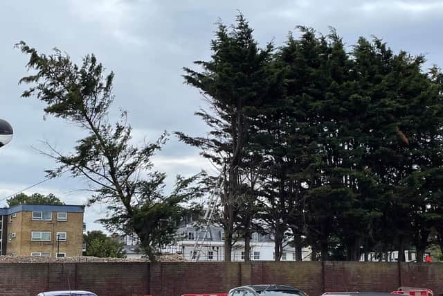 Trees being felled on the Mannings site in Shoreham