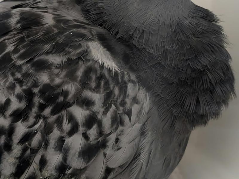 Hattrick, the rescued pigeon