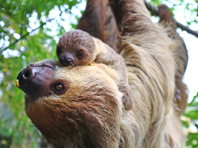 Baby sloth at Drusillas Park in East Sussex
