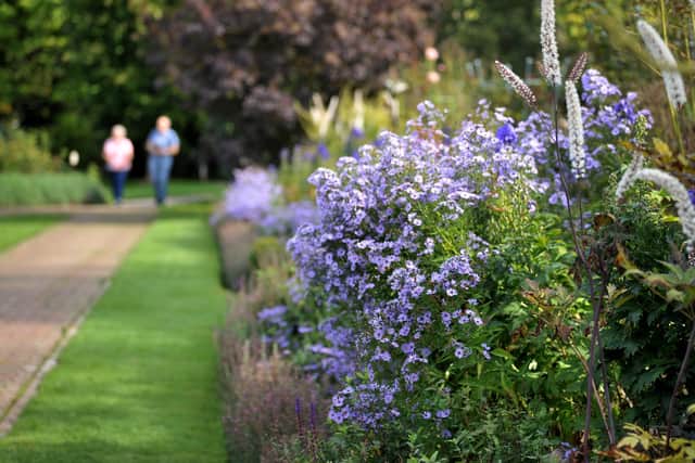 Michaelmas daisies are among the colourful autumnal plants at Borde Hill Garden near Haywards Heath. Pic S Robards SR2209224