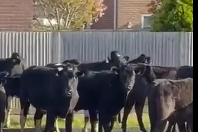 A herd of cows took a stroll down a residential road in Middleton-on-Sea – prompting an unusual call-out for police officers.