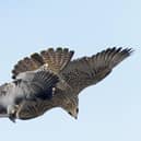 Two juvenile peregrine falcons in mid-air above Chichester, wings fully spread as they tumble together in playful flight training. Their patterned feathers are sharply defined against a pale blue sky.