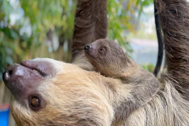 Baby sloth at Drusillas Park in East Sussex