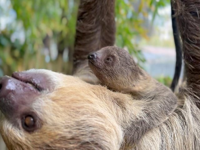 Baby sloth at Drusillas Park in East Sussex