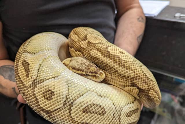 Snakes demand a great deal of care from their owners. Photo: RSPCA