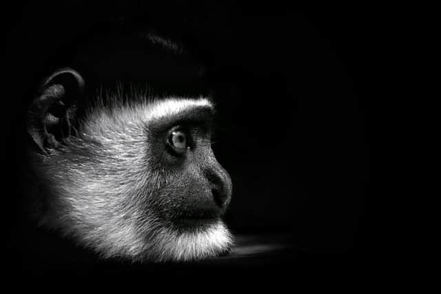 Colobus monkey by David Bint