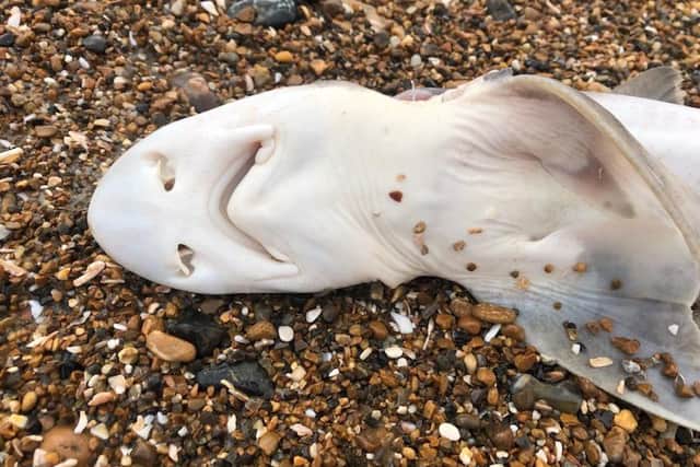 The Environment Agency told Sussex World that – due to the ‘condition and placement’ the catsharks were found on the beach – ‘this is not pollution incident’. Photo: Roja Kerr