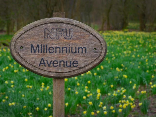 Daffodils in Millennium Avenue in the grounds of Bates Green Garden, Arlington, on February 28 2024.