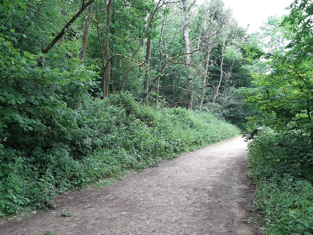 Continue through the trees until you come to this even wider path, then turn right
