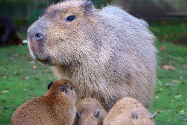 Clementine the capybara was crowned the nicest of the animals at Drusillas: Picture: Drusillas