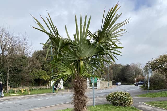 One of the palm trees planted in Bognor Regis town centre