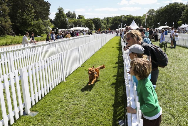 Dogs went head-to-head to see who was the fastest canine. Photo: Kieran Cleeves, PA