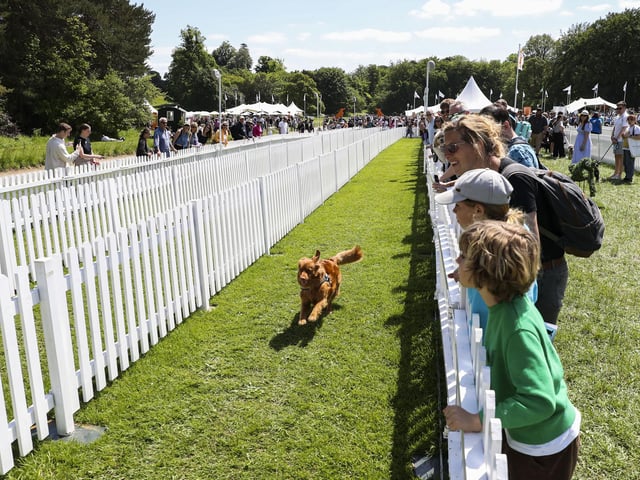 Dogs went head-to-head to see who was the fastest canine. Photo: Kieran Cleeves, PA