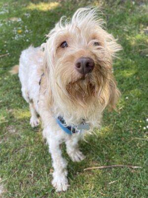 Curtis is a sweet boy who likes to sit on your lap for cuddles once he knows and trusts you but he can be very worried to begin with. He walks well on the lead and is enjoying his walks at the shelter with his doggie friends. Curtis will need some training and help to build his confidence as he has not experienced much in his previous home. Curtis is sociable with other dogs and has never lived on his own so we feel he needs another resident dog for companionship. He is looking for an adult only, experienced home and will need his own garden.