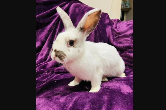 Wish came to us with injuries due to her previous living conditions. There were five bunnies living in a tiny indoor cage, outside. Now she is safe with us and she is an absolute delight. Wish needs a loving home where she can learn to trust again.