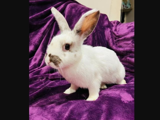 Wish came to us with injuries due to her previous living conditions. There were five bunnies living in a tiny indoor cage, outside. Now she is safe with us and she is an absolute delight. Wish needs a loving home where she can learn to trust again.