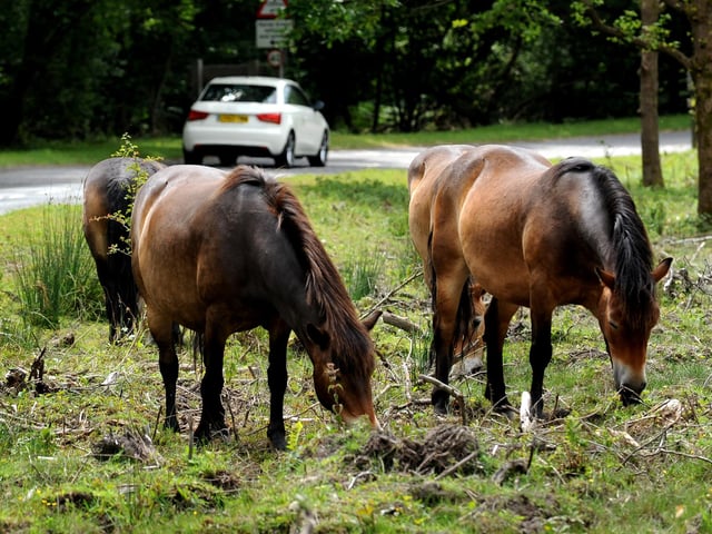 Livestock grazing on Chailey Common