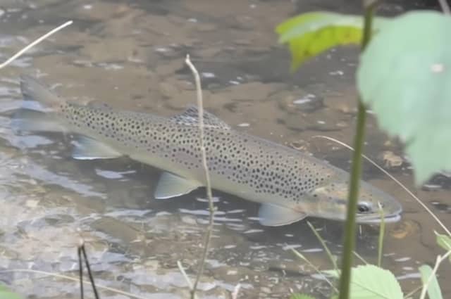A hen Sussex sea trout. Photo courtesy of Dave Hinton