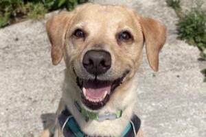 Maya is another dog who arrived recently from a multi-dog household after her owner was taken into hospital. She is a friendly, affectionate girl who will sit on your lap for cuddles if you let her! She can be a little shy at first but loves attention once she has met you. Maya walks well on the lead and enjoys walking with her doggie friends at the shelter. She is sociable with other dogs and would be ok to live with a resident dog after suitable introductions. More information will be available as Maya is assessed.