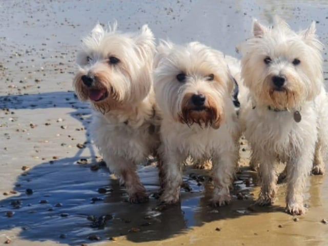 The third Littlehampton Westie Walk took place on Saturday, April 15, 2023, and the town welcomed 50 Westies to a beach walk at low tide - a huge success!