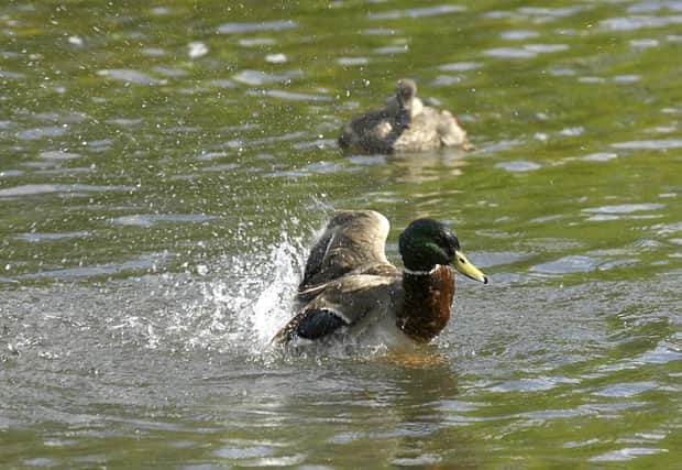 Ducks in St James's Park, London.