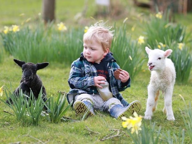 It is lambing time at Coombes Farm until April 14. See 800 ewes lambing and Sussex cows calving. Tractor rides are available. To book, visit: www.coombes.co.uk.