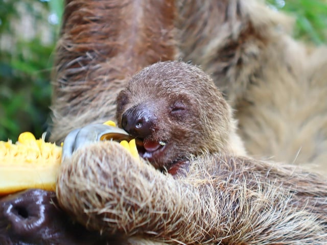 Baby sloth at Drusillas Park in East Sussex