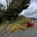 Road blocked after fallen tree lands on car in Chichester. Photo: Sussex News and Pictures