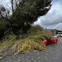 Storm Boelo: Fire service urges public not to call 999 about fallen trees in Sussex