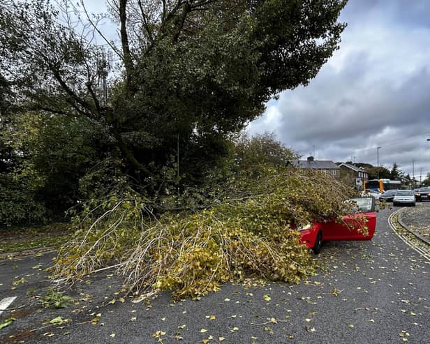Road blocked after fallen tree lands on car in Chichester. Photo: Sussex News and Pictures