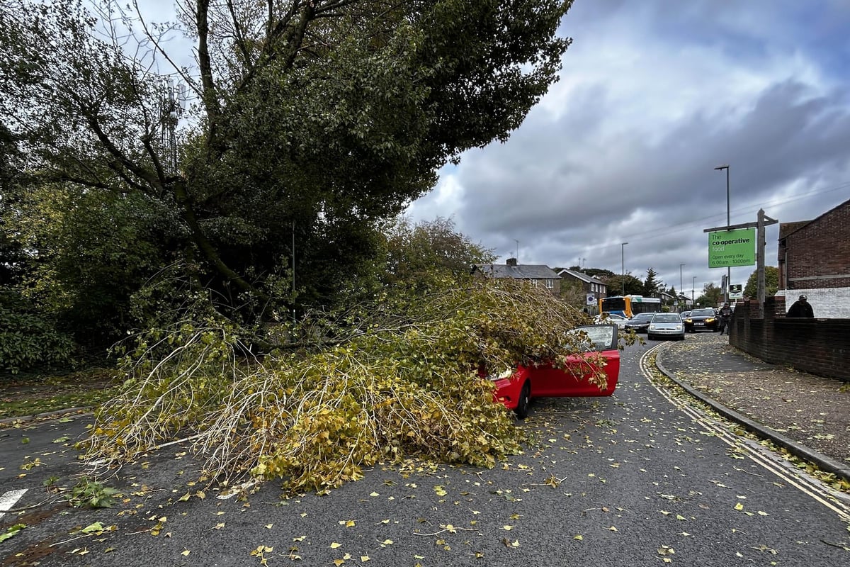 Storm Boelo: Fire service urges public not to call 999 about fallen trees in Sussex