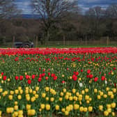 More than 500,000 tulips are currently in bloom at Tulleys Farm in West Sussex.