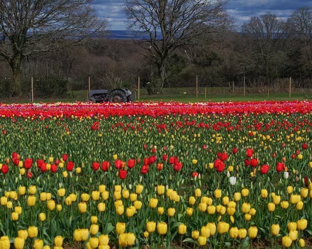More than 500,000 tulips are currently in bloom at Tulleys Farm in West Sussex.