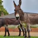 Two donkeys went walkabout in Pulborough when someone left a gate open at a public bridleway