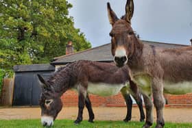 Two donkeys went walkabout in Pulborough when someone left a gate open at a public bridleway