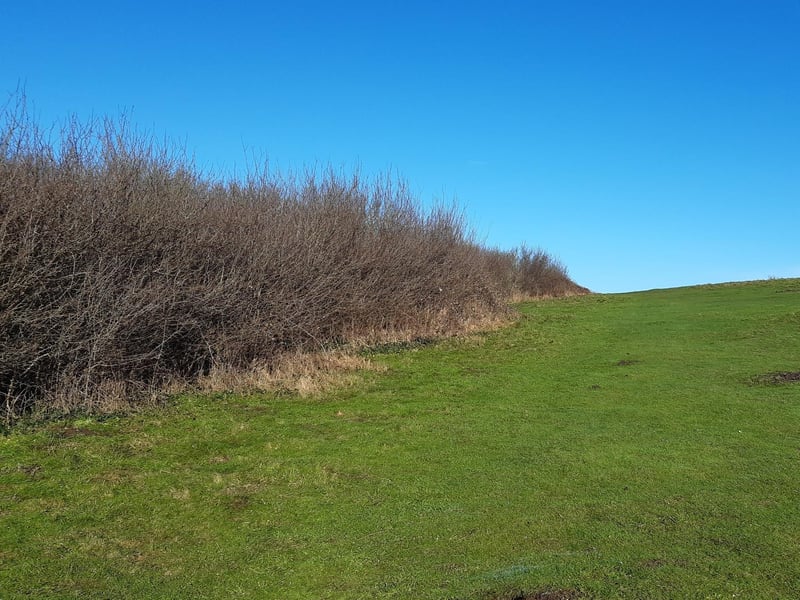 Continue straight on up the hill, with a bank of bushes to your left.