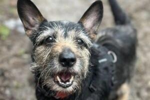 The RSPCA said Rosie is an active, older lady who likes to chat! She is a typical cheeky terrier who likes to shout at all the wildlife on her walks. Thankfully, she loves her food so can be easily distracted. Rosie knows sit and her name and does the most adorable beg and wave. Rosie will need to be the only pet in the home as she is not a fan of other animals. She can also be a little worried in certain situations, especially with the vet, so will need gentle handling and reassurance.